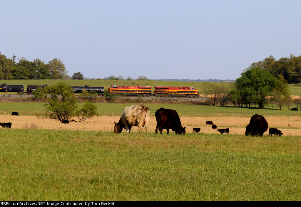 Livestock audience